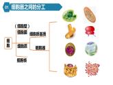 人教版高中生物高一必修一分子与细胞课件3.2细胞器之间的分工合作