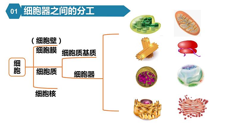 人教版高中生物高一必修一分子与细胞课件3.2细胞器之间的分工合作05