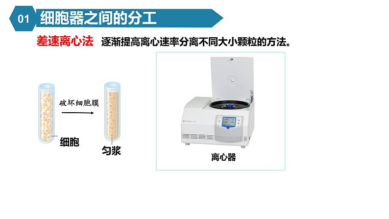 人教版高中生物高一必修一分子与细胞课件3.2细胞器之间的分工合作06