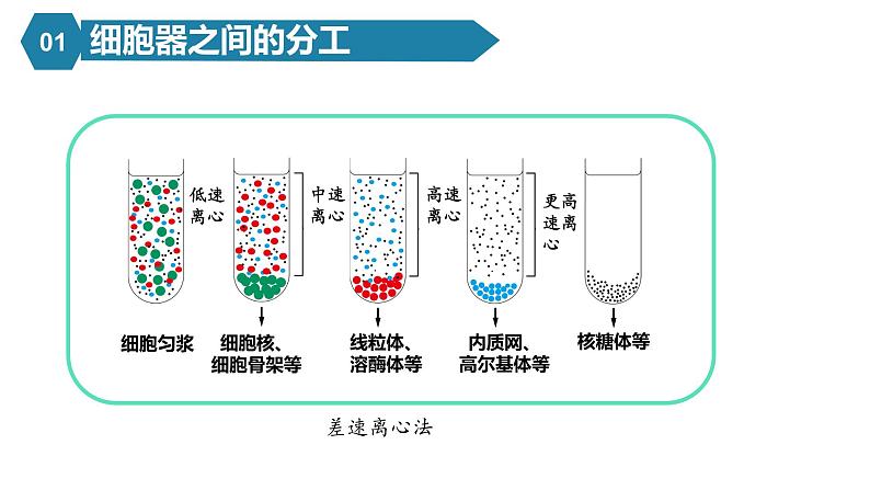 人教版高中生物高一必修一分子与细胞课件3.2细胞器之间的分工合作07