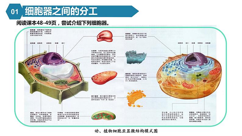 人教版高中生物高一必修一分子与细胞课件3.2细胞器之间的分工合作08