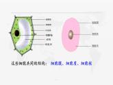 1.2细胞的多样性和统一性课件-2022-2023学年高一上学期生物人教版（2019）必修1