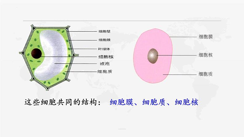 1.2细胞的多样性和统一性课件-2022-2023学年高一上学期生物人教版（2019）必修1第4页