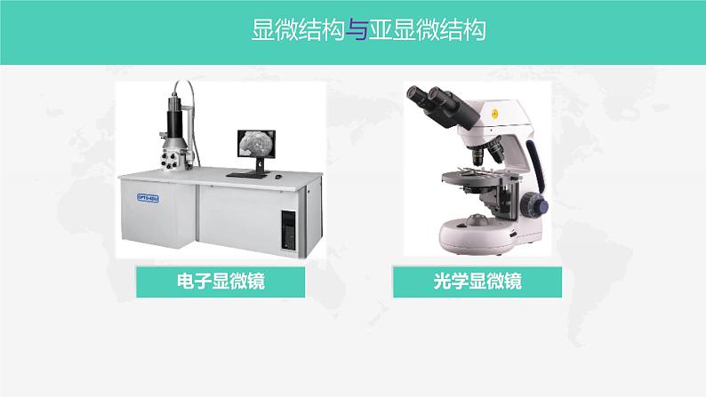 1.2细胞的多样性和统一性课件-2022-2023学年高一上学期生物人教版（2019）必修1第8页