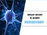 2.4神经系统的分级调节课件2022-2023学年高二上学期生物人教版选择性必修1