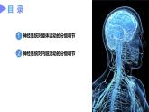 2.4神经系统的分级调节课件2022-2023学年高二上学期生物人教版选择性必修1