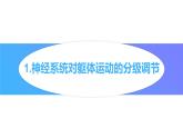 2.4神经系统的分级调节课件2022-2023学年高二上学期生物人教版选择性必修1