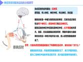 2.4神经系统的分级调节课件2022-2023学年高二上学期生物人教版选择性必修1