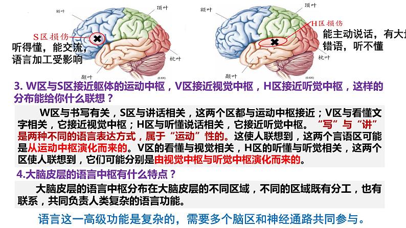 2.5人脑的高级功能课件2022-2023学年高二上学期生物人教版选择性必修1第6页