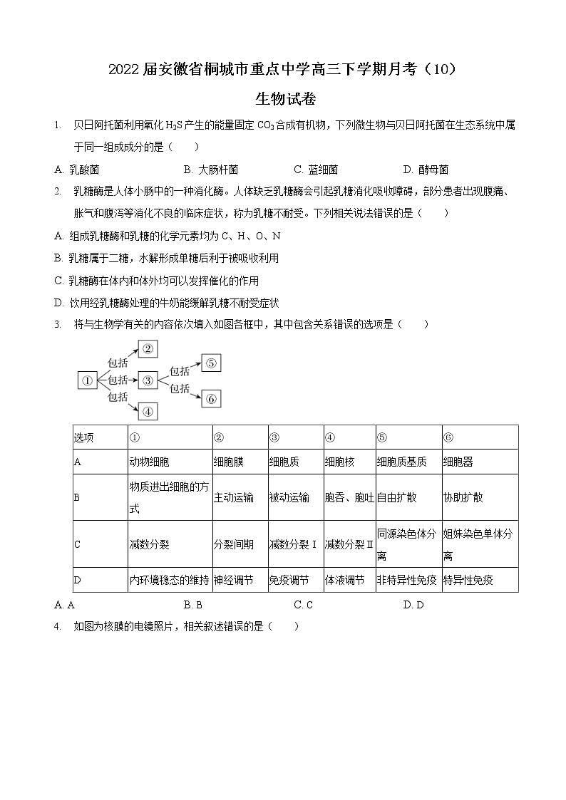 2022届安徽省桐城市重点中学高三下学期月考（10）生物试卷含答案第1页
