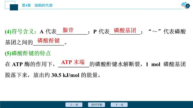 高中生物新北师大版必修1  ATP 课件（63张)05