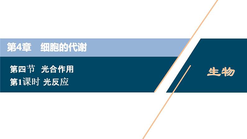 高中生物新北师大版必修1  光反应 课件（75张)01