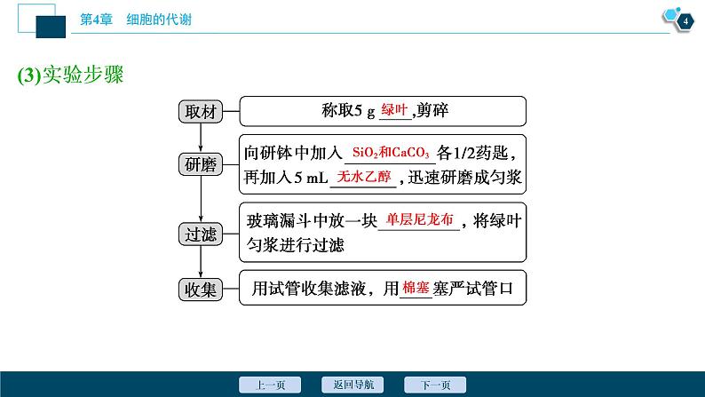 高中生物新北师大版必修1  光反应 课件（75张)05