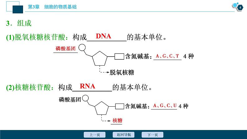 高中生物新北师大版必修1  核酸 课件（73张)05