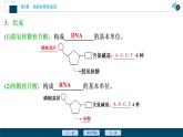 高中生物新北师大版必修1  核酸 课件（73张)