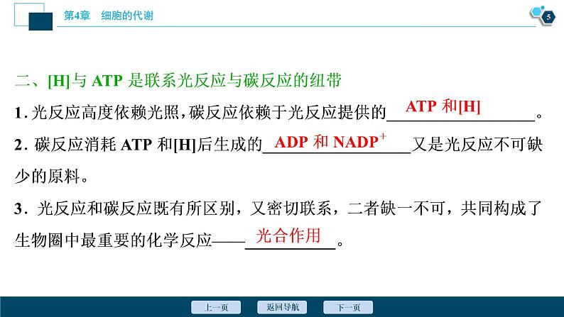 高中生物新北师大版必修1  碳反应 课件（65张)06