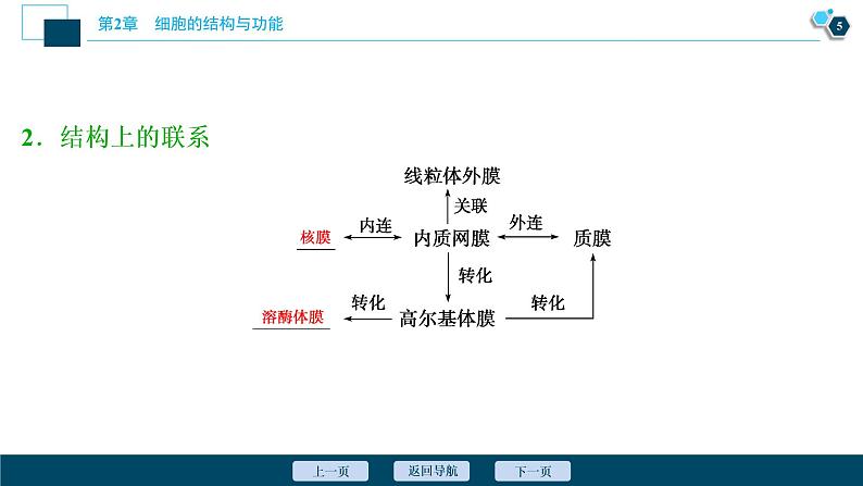 高中生物新北师大版必修1  细胞骨架与内膜系统 课件（63张)06