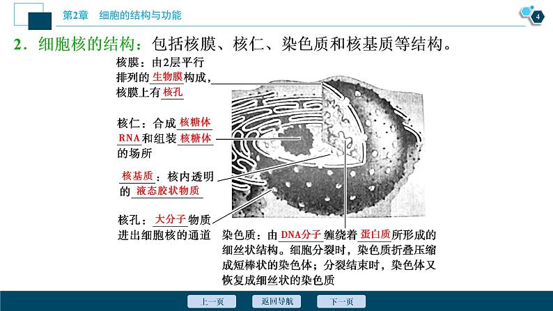 高中生物新北师大版必修1  细胞核 课件（81张)05