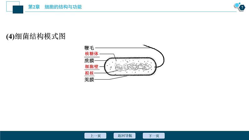 高中生物新北师大版必修1  细胞核 课件（81张)08