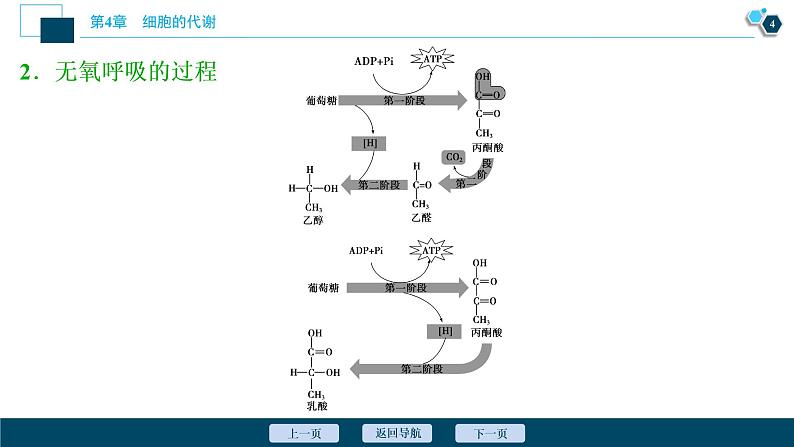 高中生物新北师大版必修1  细胞呼吸的过程 课件（77张)第5页