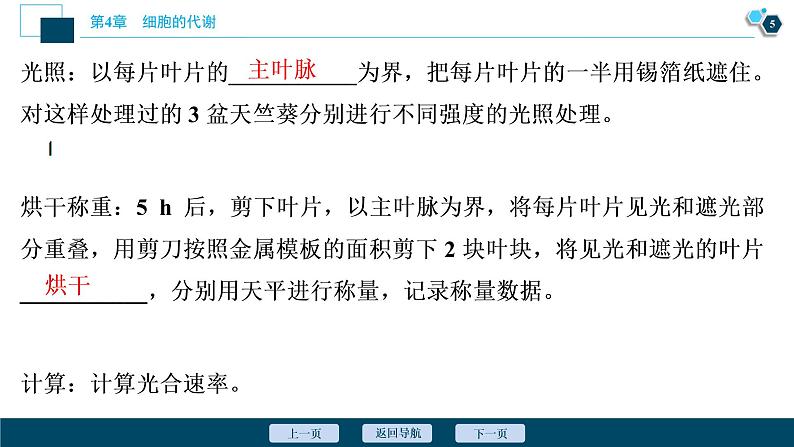 高中生物新北师大版必修1  影响光合作用的因素 课件（84张)06