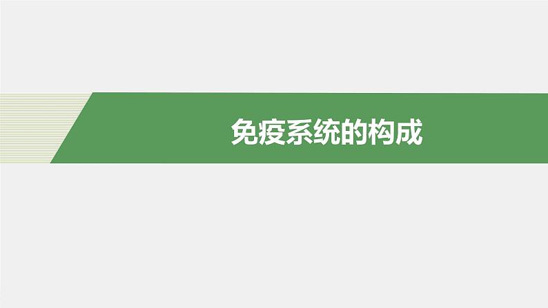 选择性必修1 免疫系统的构成（18张） 课件-高中生物新北师大版选择性必修1第4页