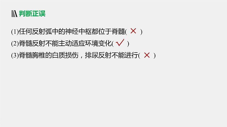 选择性必修1 脑和脊髓对反射活动的协同调节 （29张） 课件-高中生物新北师大版选择性必修106