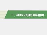 选择性必修1 神经冲动的传递 （26张） 课件-高中生物新北师大版选择性必修1