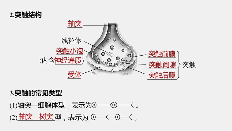 选择性必修1 神经冲动的传递 （26张） 课件-高中生物新北师大版选择性必修106