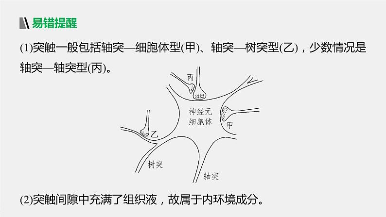 选择性必修1 神经冲动的传递 （26张） 课件-高中生物新北师大版选择性必修108