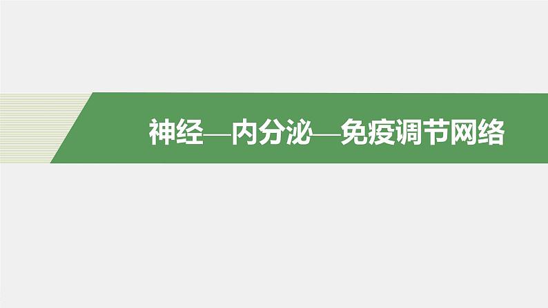 选择性必修1 神经—内分泌—免疫调节网络（20张） 课件-高中生物新北师大版选择性必修104