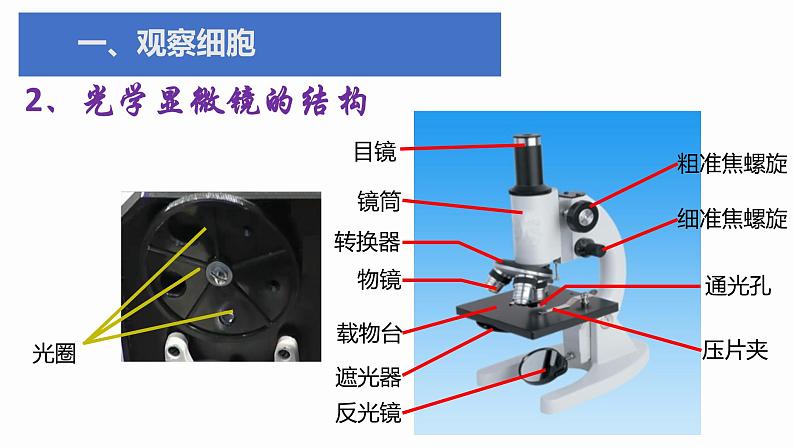 1.2 细胞的多样性和统一性 课件 高中生物新人教版必修1第6页