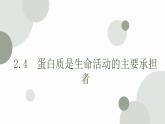 2.4 蛋白质是生命活动的主要承担者 课件 高中生物新人教版必修1