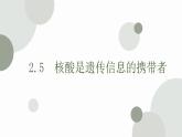 2.5 核酸是遗传信息的携带者 课件 高中生物新人教版必修1