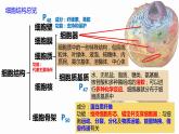 3.2 细胞器之间的分工合作 课件 高中生物新人教版必修1