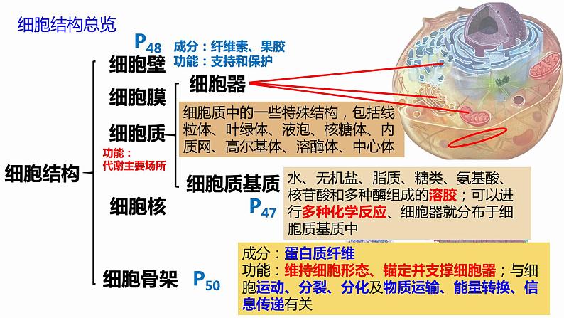 3.2 细胞器之间的分工合作 课件 高中生物新人教版必修103