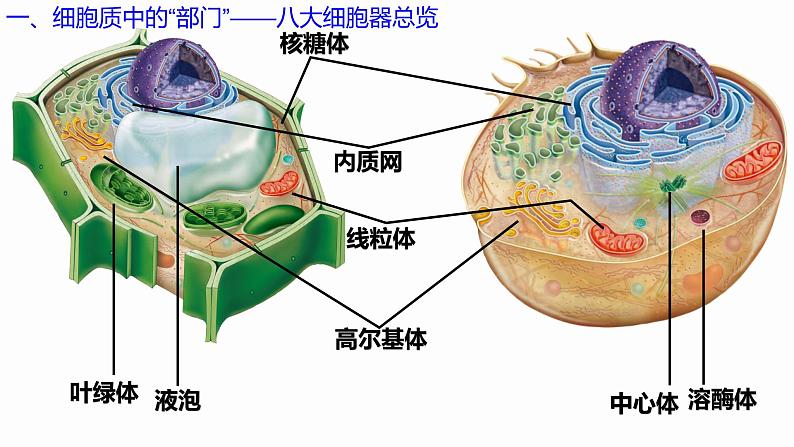 3.2 细胞器之间的分工合作 课件 高中生物新人教版必修104