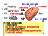 3.2 细胞器之间的分工合作 课件 高中生物新人教版必修1
