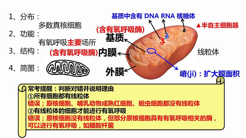 3.2 细胞器之间的分工合作 课件 高中生物新人教版必修105