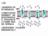 4.2 主动运输与胞吞、胞吐 课件 高中生物新人教版必修1