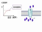 4.2 主动运输与胞吞、胞吐 课件 高中生物新人教版必修1