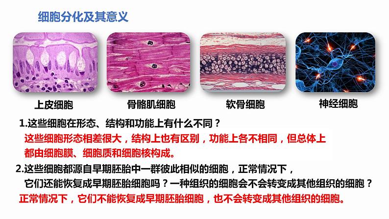 6.2 细胞的分化 课件 高中生物新人教版必修103