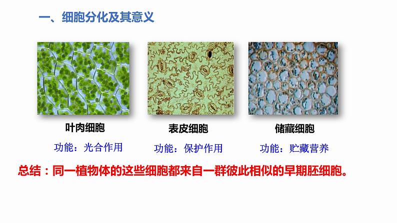 6.2 细胞的分化 课件 高中生物新人教版必修104