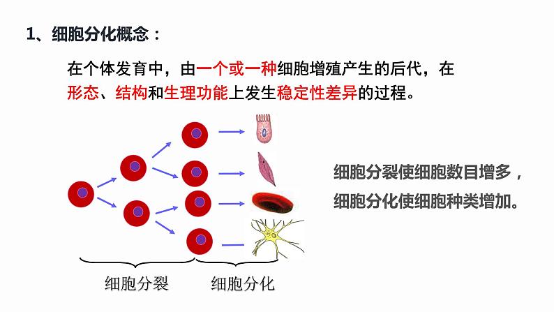 6.2 细胞的分化 课件 高中生物新人教版必修105