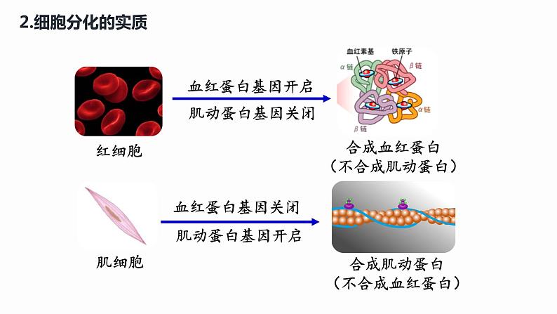 6.2 细胞的分化 课件 高中生物新人教版必修106