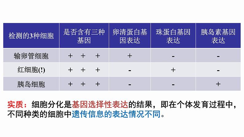 6.2 细胞的分化 课件 高中生物新人教版必修108