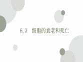 6.3 细胞的衰老和死亡 课件 高中生物新人教版必修1