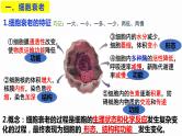 6.3 细胞的衰老和死亡 课件 高中生物新人教版必修1