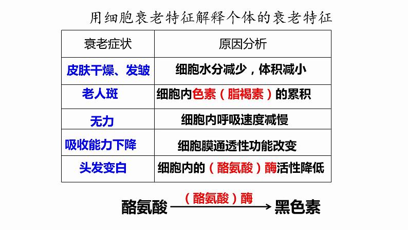 6.3 细胞的衰老和死亡 课件 高中生物新人教版必修104