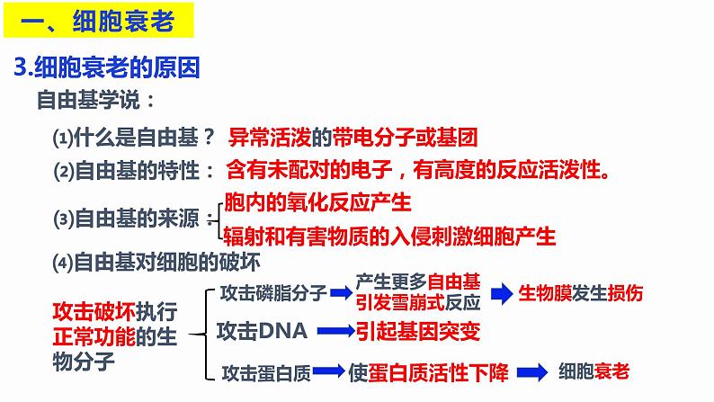 6.3 细胞的衰老和死亡 课件 高中生物新人教版必修105